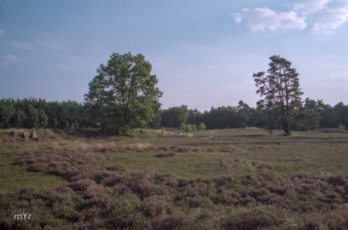 Necropolis de Oldendorfer Totenstatt  F5 Luhe Lüneburg Baja Sajonia Alemania