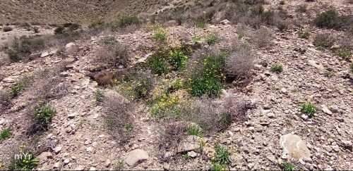 Necropolis de Los Mudos 7 F1 Gádor  Almeria Andalucía