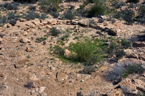Necropolis megalítica El Barranquete foto 2-2 Nijar Almeria