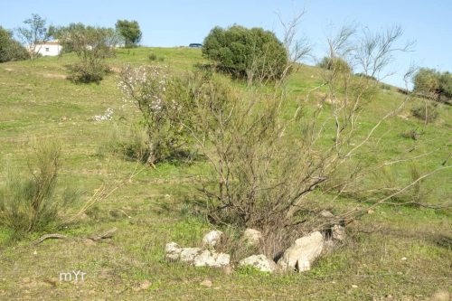 Dolmen El Tajillo del Moro F1 Casabermeja Malaga Andalucía