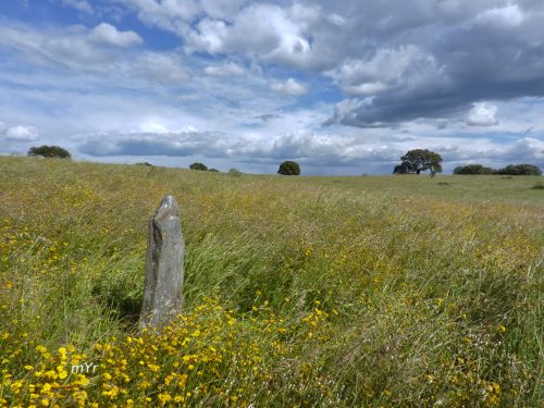 Menhir de la Cerca 1 Galisteo Malpartida de Plasencia Caceres Extremadura