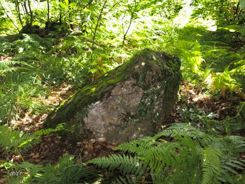 Menhir de la Métairie Neuve 1 Couyère Châteaubriant Ille-et-Vilaine