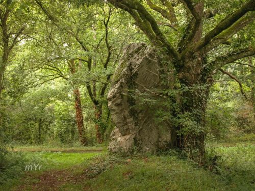 Menhir des Grées  Messac Redon Ille-et-Vilaine Bretaña