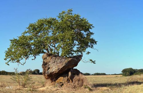 Dolmen de Peyre Nègre Beaumont-du-Périgord Bergerac Dordogne  Nueva Aquitania