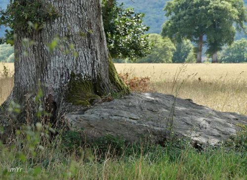 Dolmen de la Betoulle C Berneuil Bellac Haute-Vienne Nueva Aquitania