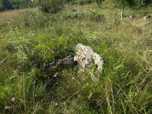 Dolmen Berrozpin III Errenteria Gipuzkoa País Vasco