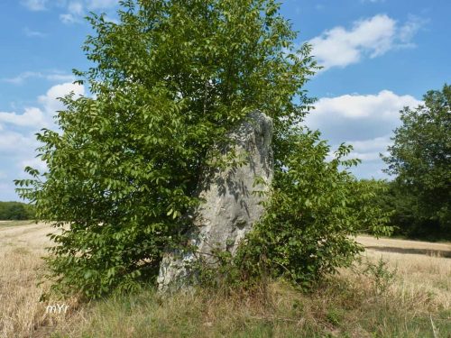 Menhir Pierre Longue du Bouchet Gennes Saumur Maine-et-Loire Pais del Loira