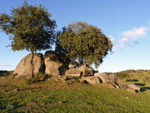 Anta da Herdade das Casas  Novas F2 Redondo Évora Alentejo