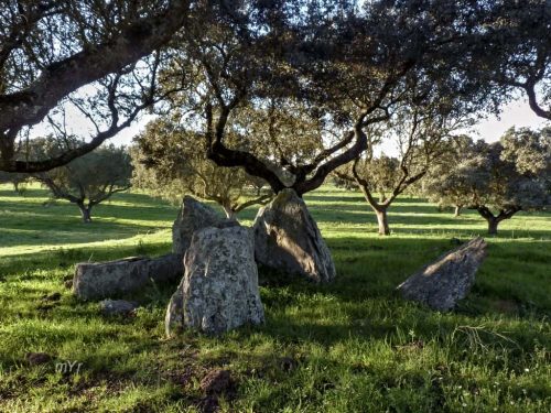 Anta da cabeça de Ovelha Soul Portalegre Alentejo