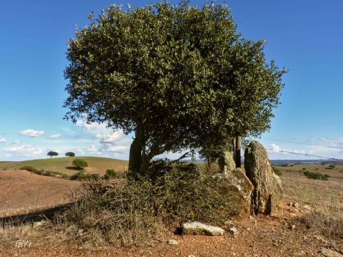 Anta de Corte Gafo Mertola Mertola  Beja Alentejo
