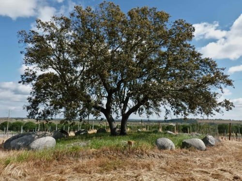 Cromeleque Monte da Ribeira Corval Reguengos de Monsaraz Évora Alentejo